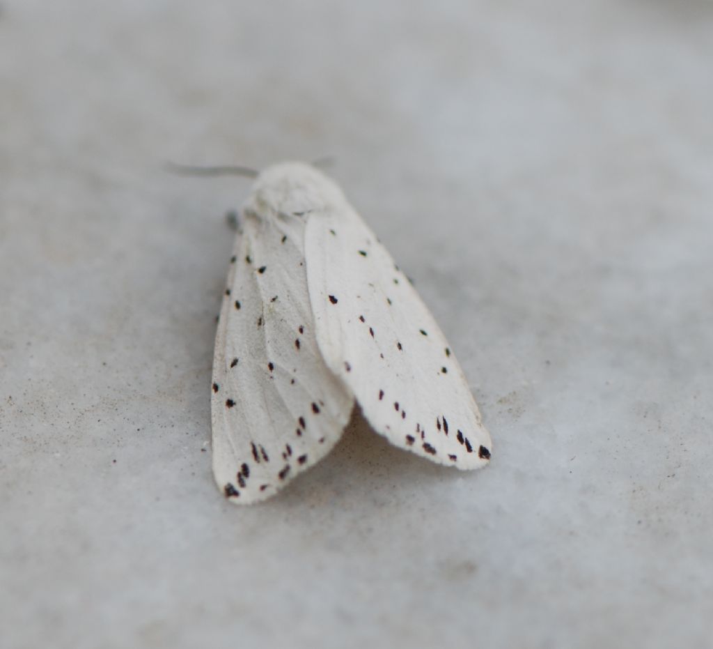 Spilosoma lubricipeda - Arctiidae